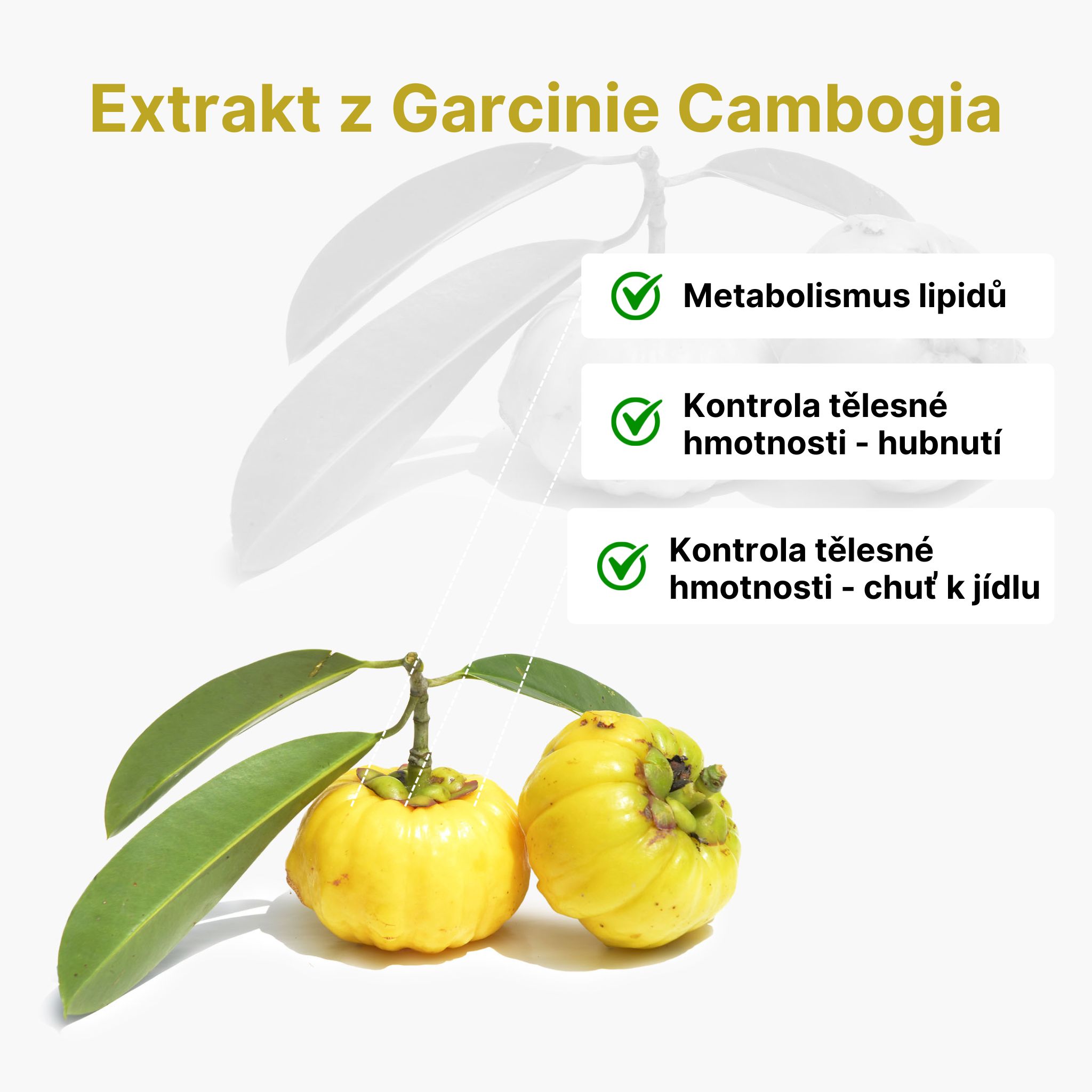 garcinia